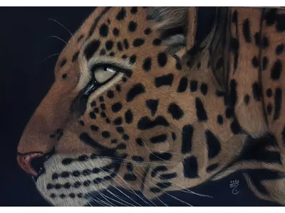 leopard dry pastel painting لوحة نمر رسم يد