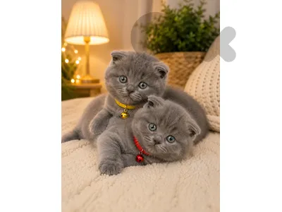 Scottish Straight and British shorthair