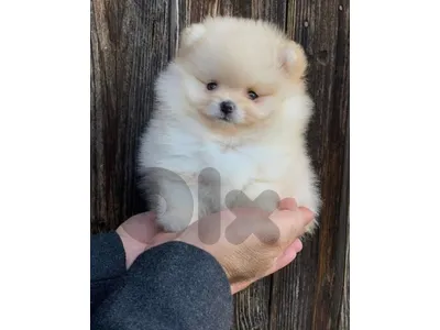 Pomeranian teacup