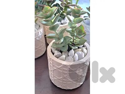 Succulent Plant in Concrete Pot