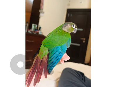greencheek conure for adoption