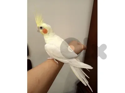 كروان  مميز
