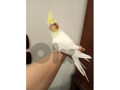 كروان  مميز