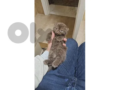2 scottish fold cats