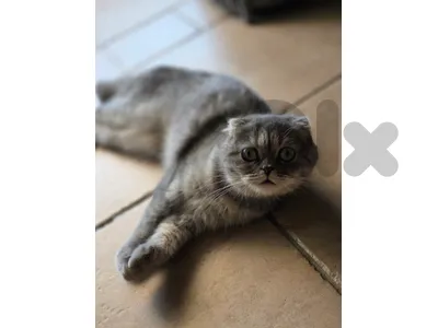 scottish fold