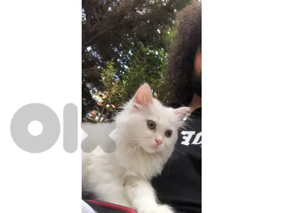 Persian mix + belongings