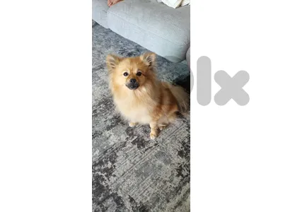 pomeranian