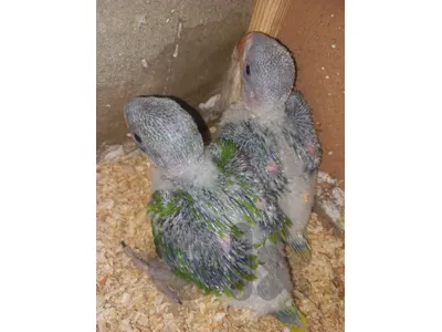 عكار عكار