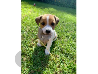 imported jack russell puppy