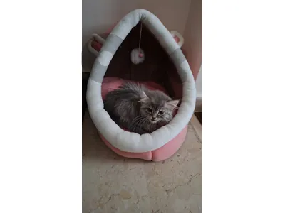 Female Persian Long Hair Kitten | Silver Tabby | 2 Months