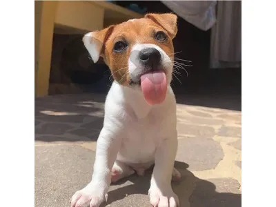 Jack Russell Imported puppy