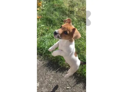 Jack Russell Imported Delivery