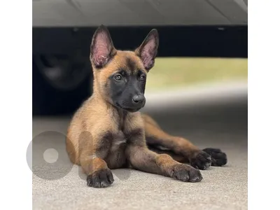 Beautifull Malinois Puppies Available in Store & Delivery