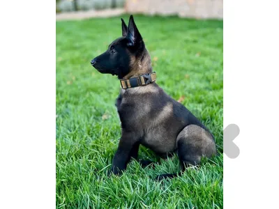 Beautifull Malinois Puppies Available in Store & Delivery