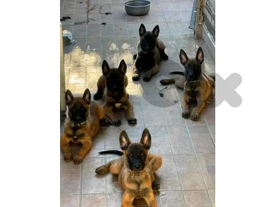 Beautifull Malinois Puppies Available in Store & Delivery