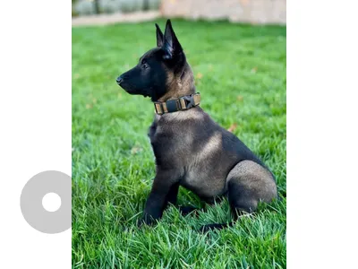 Beautifull Malinois Puppies Available in Store & Delivery