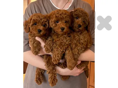 Adorable Poodle Puppies-Ready for Loving Homes-Available in store