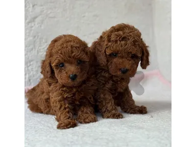 Adorable Poodle Puppies-Ready for Loving Homes-Available in store