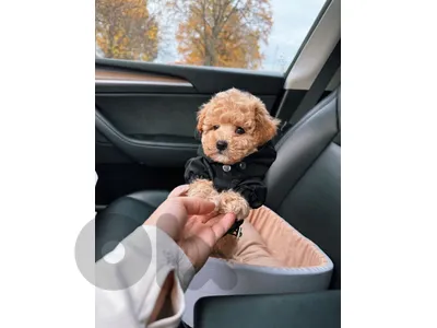 Your New Best Friend: Maltipoo Puppies In-Store Now+ Delivery 🐾