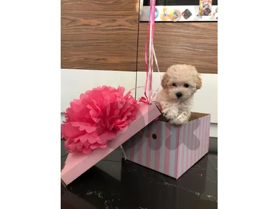 Find Your New Best Friend: Maltipoo Puppies In-Store Now!