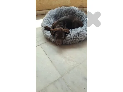 labradore retriver