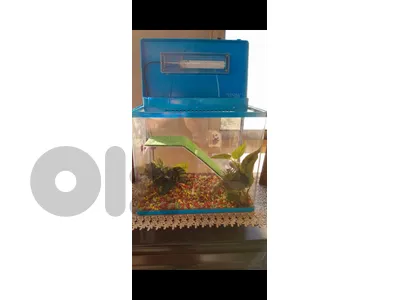 red eared slider and aquariom for sale