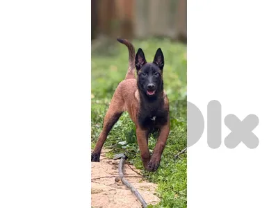 Puppies Malinois
