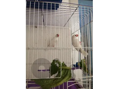birds and cages for sale