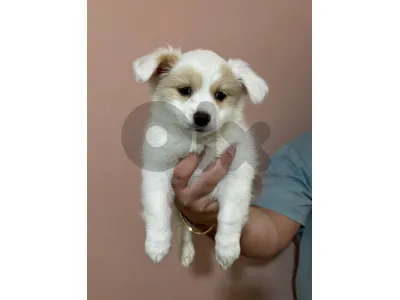 maltipoo