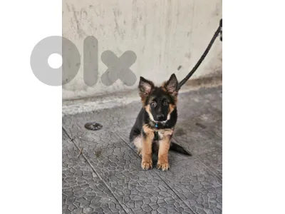 Puppy germen shepherd and malino