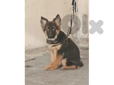 Puppy germen shepherd and malino