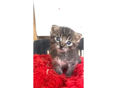 kitten