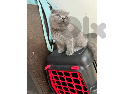 Scottish Fold  pure short hair kittens Available