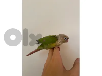 2 baby conures فرخين كنيور
