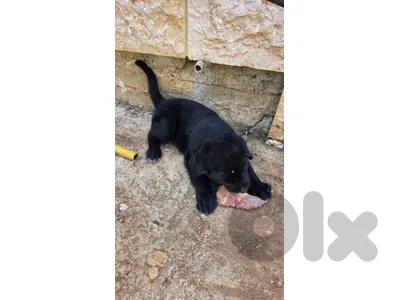 puppy for sale