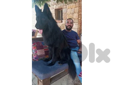 royal black long hair