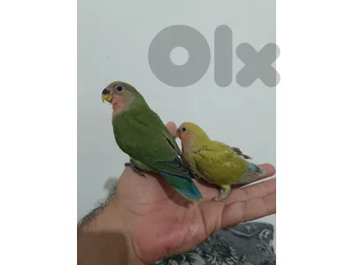 افراخ عصفور الروز