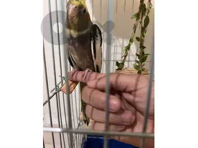 معروض للبيع أنثى كوكتيل مروضه رمادي طبيعي (Normal Grey) بصحة ممتازة وريش نظيف ولامع.