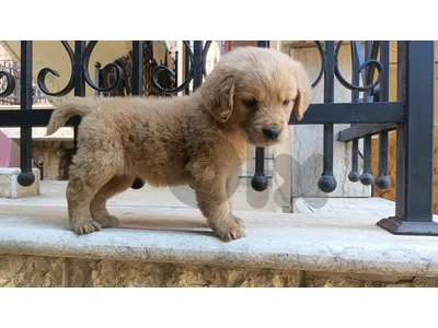 Golden retriever puppy for sale