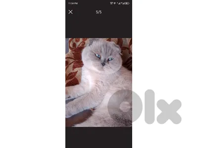 قطه عدد 2 بسعر 140$ مع كامل غراضهم نوع سكوتش وبيرتش مطعمين