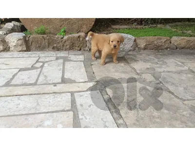 puppy golden retriever