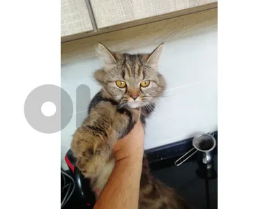 female cat for adoption