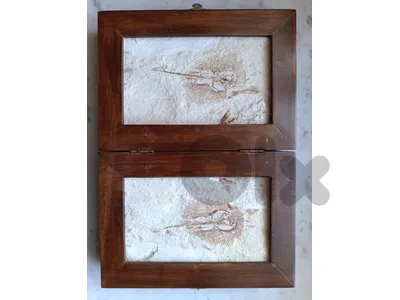 Marine fossil