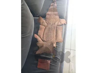 جلد.تمساح طبيعي مع محفظه جلد.حيه طبيعي