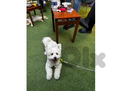 Bichon maltese puppy