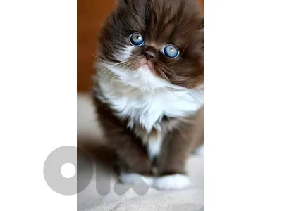 kitten chocolate and multicolor  70485808