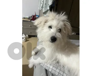 Maltese Bichon Puppy for Sale