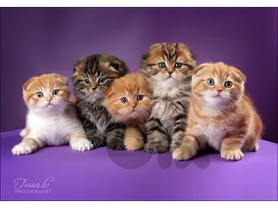 scottish kittens gold 70485808