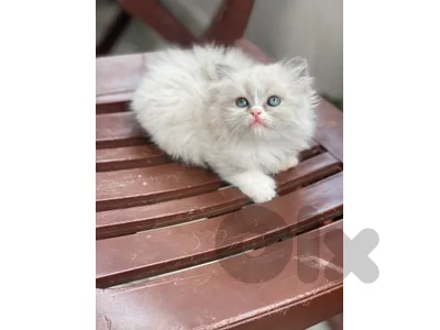 ragdoll persian ragdoll persian