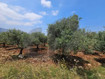 Flat land, great deal, koura, bziza/بزيزا، الكورة REF#PC137364